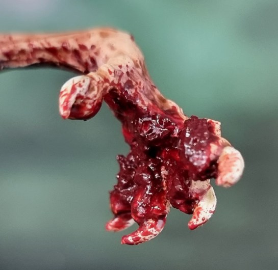 Zombicide Black Plague: Abominarat